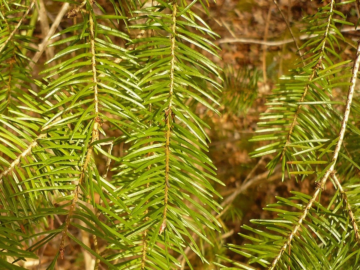 Pseudotsuga menziesii var. menziesii (Pinaceae)